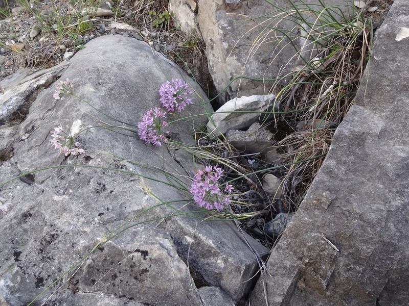 Allium eduardi