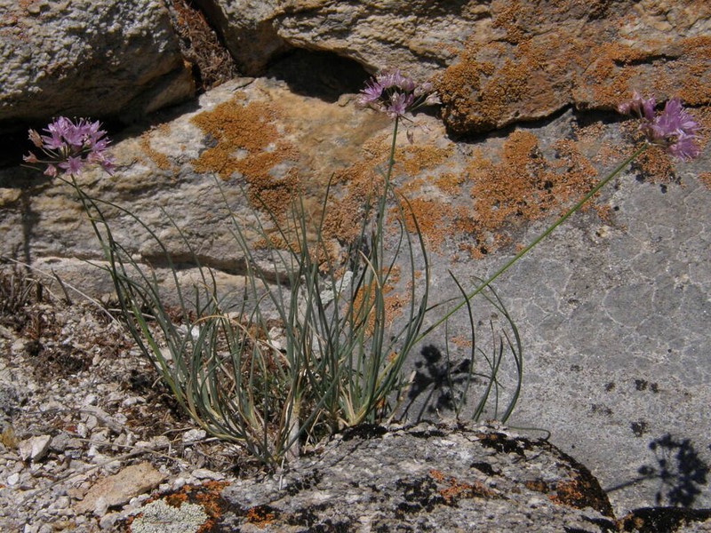 Allium eduardi photo 2