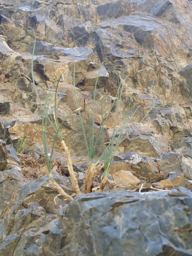 Allium eduardi photo 3