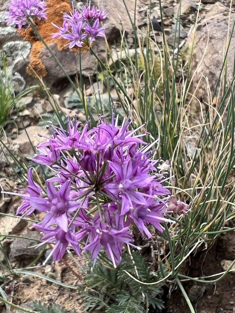 Allium eduardi photo 4