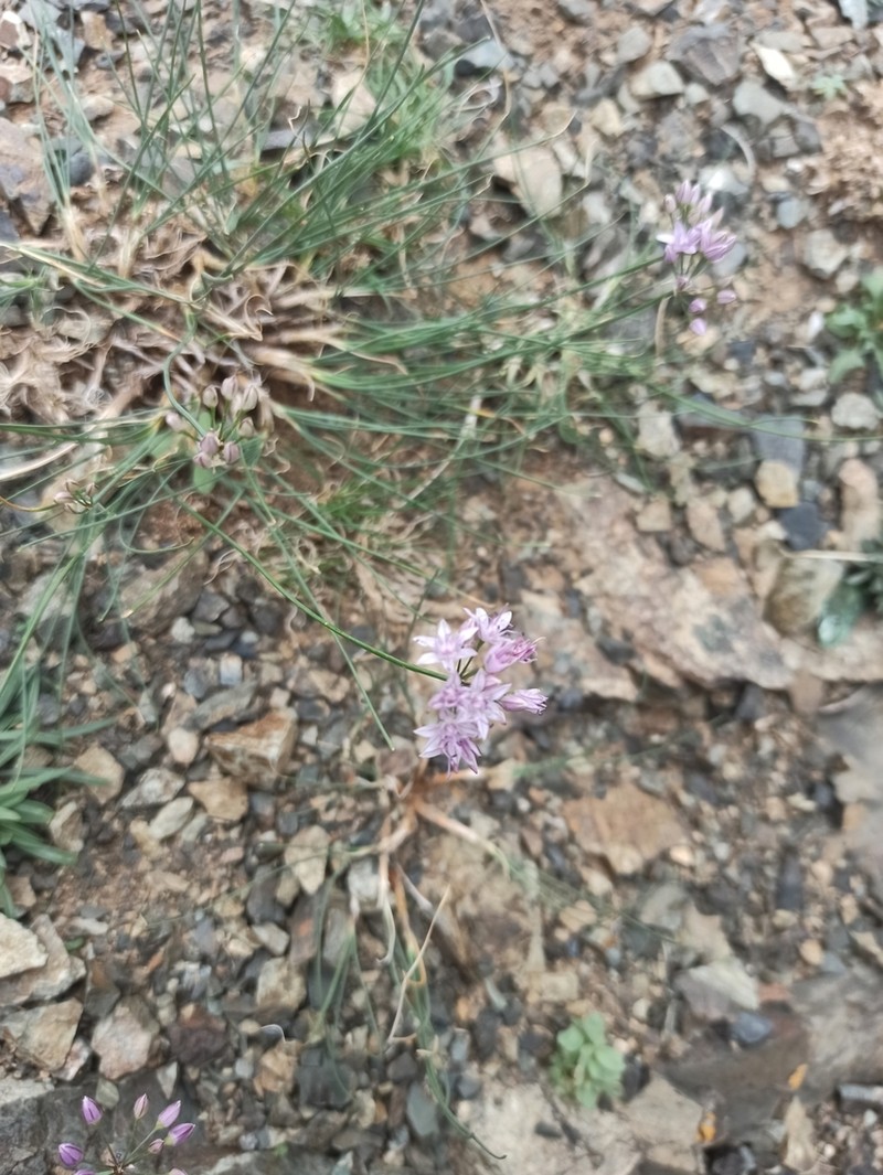 Allium eduardi photo 5