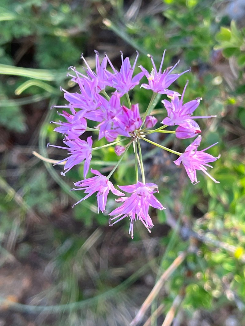 Allium eduardi photo 7