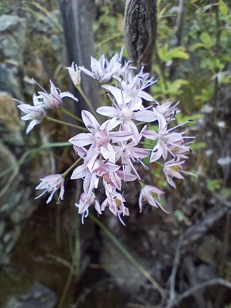 Allium eduardi photo 8