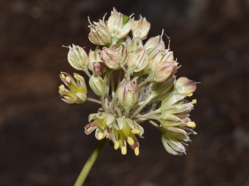 Allium elaounii photo 2