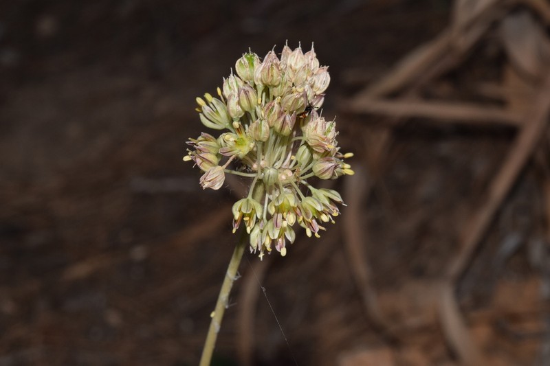 Allium elaounii photo 3