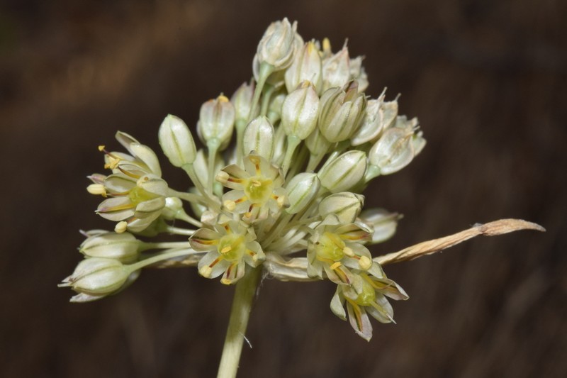 Allium elaounii photo 4