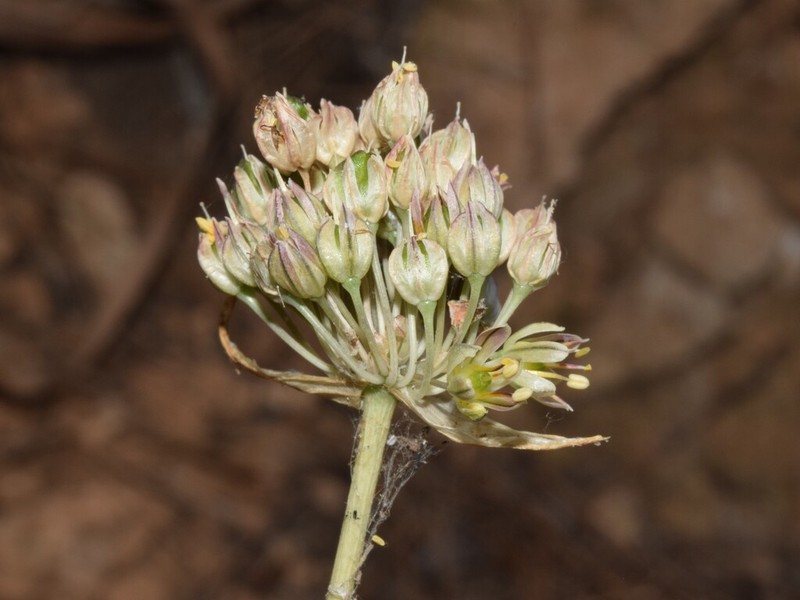 Allium elaounii photo 5