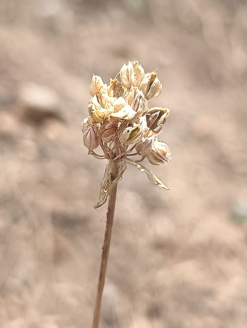 Allium elaounii photo 6