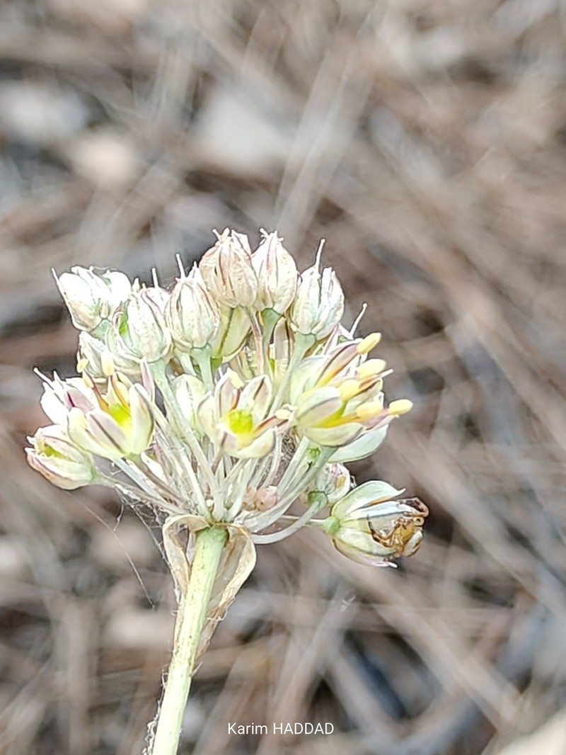 Allium elaounii photo 7
