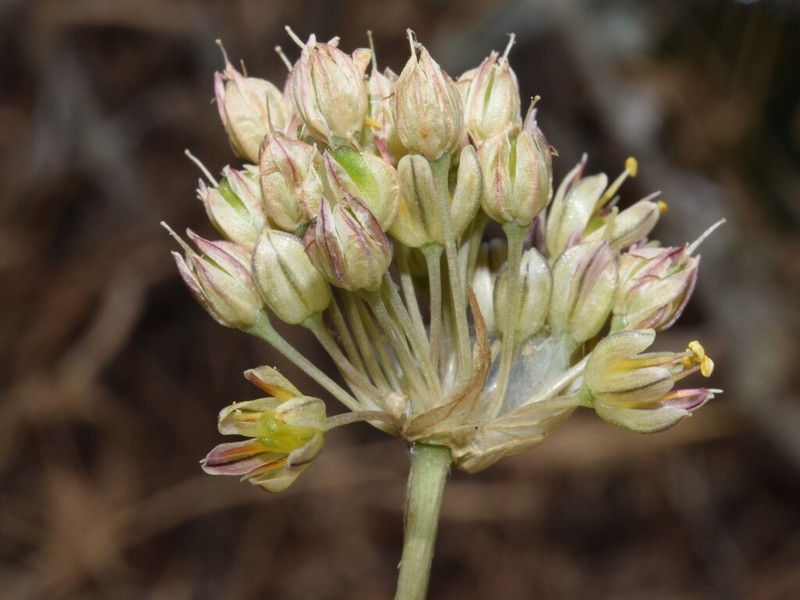 Allium elaounii photo 8