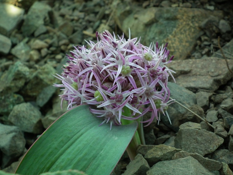 Allium elburzense