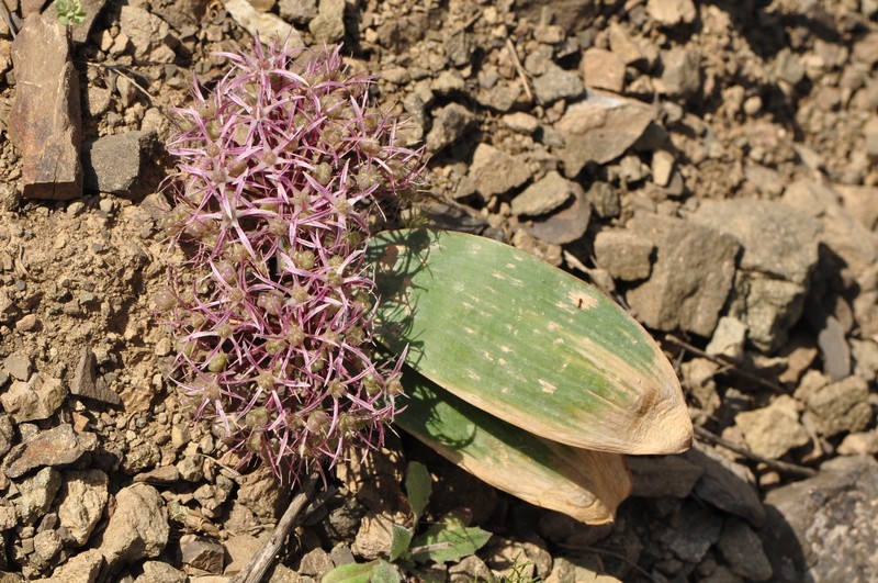 Allium elburzense photo 3