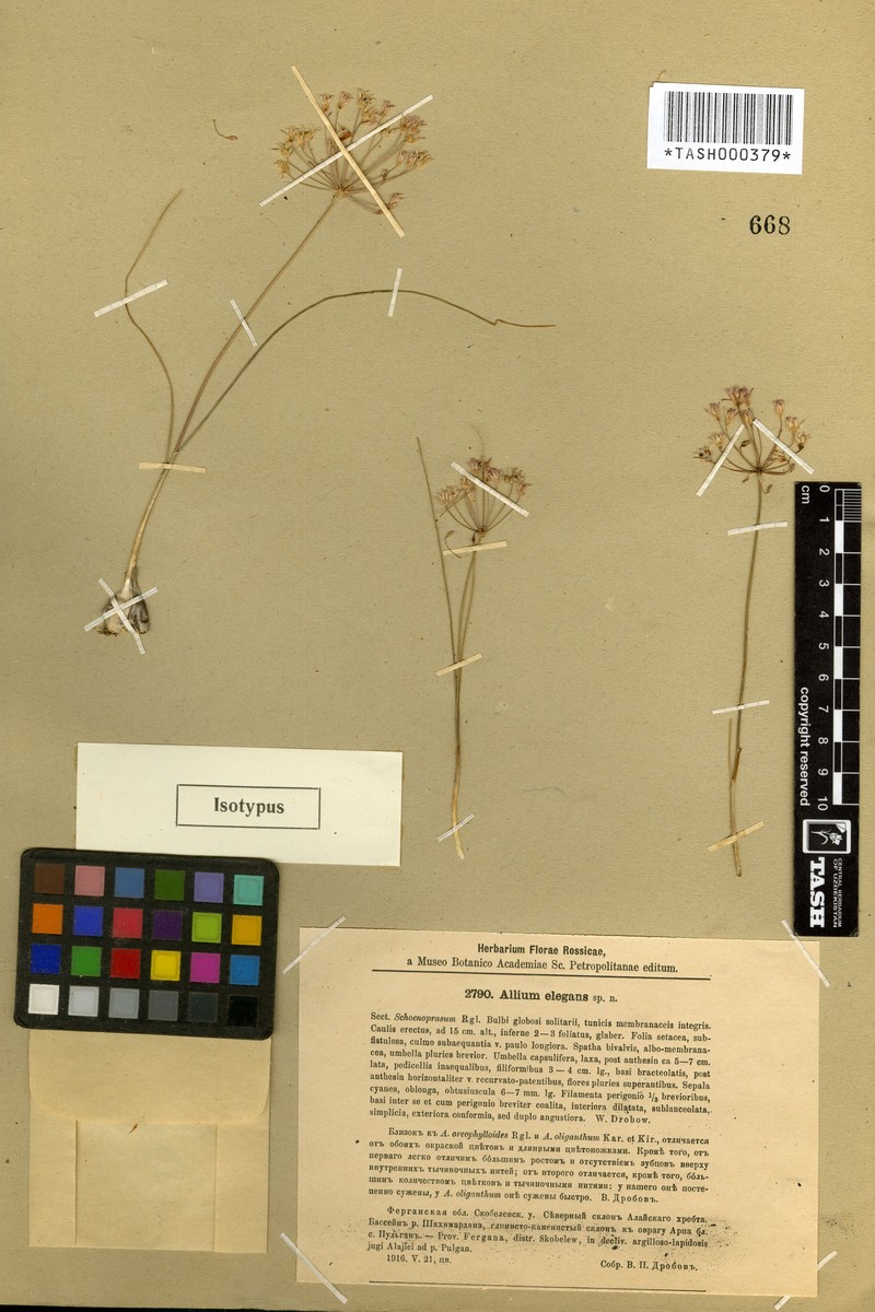 Allium elegans photo 2