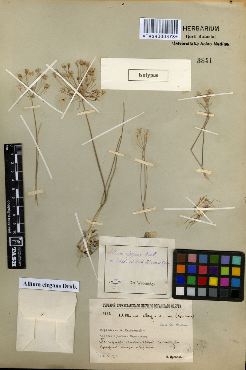 Allium elegans photo 3