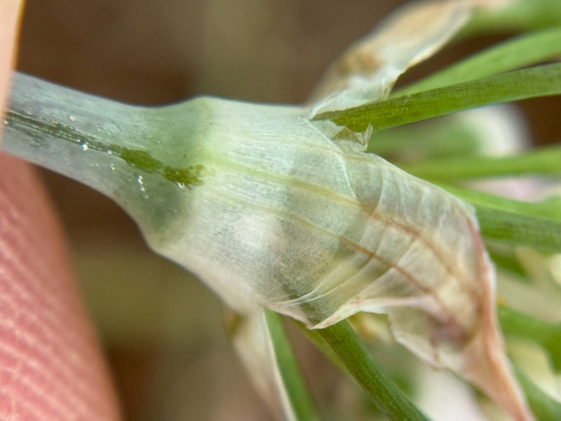 Elmendorf's Onion photo 2