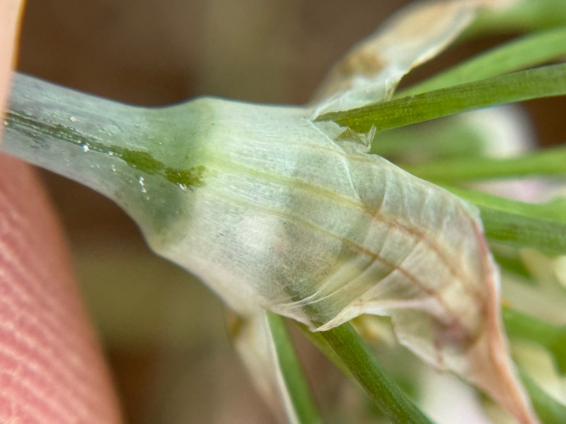 Elmendorf's Onion photo 4
