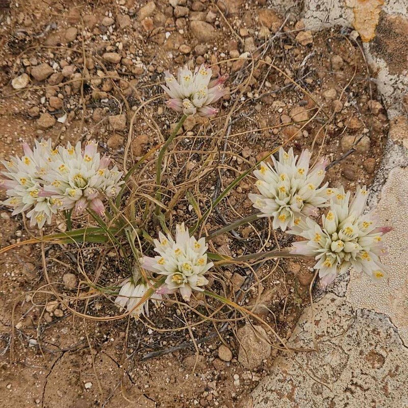 Allium erdelii