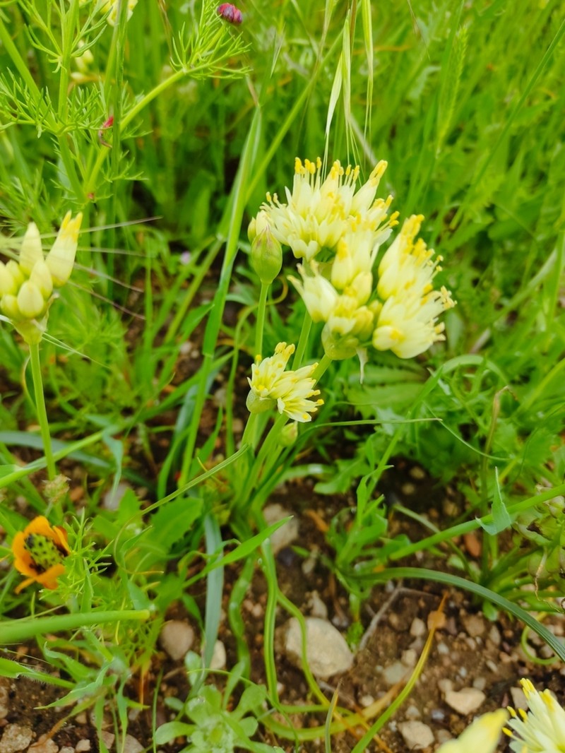 Allium erdelii photo 2