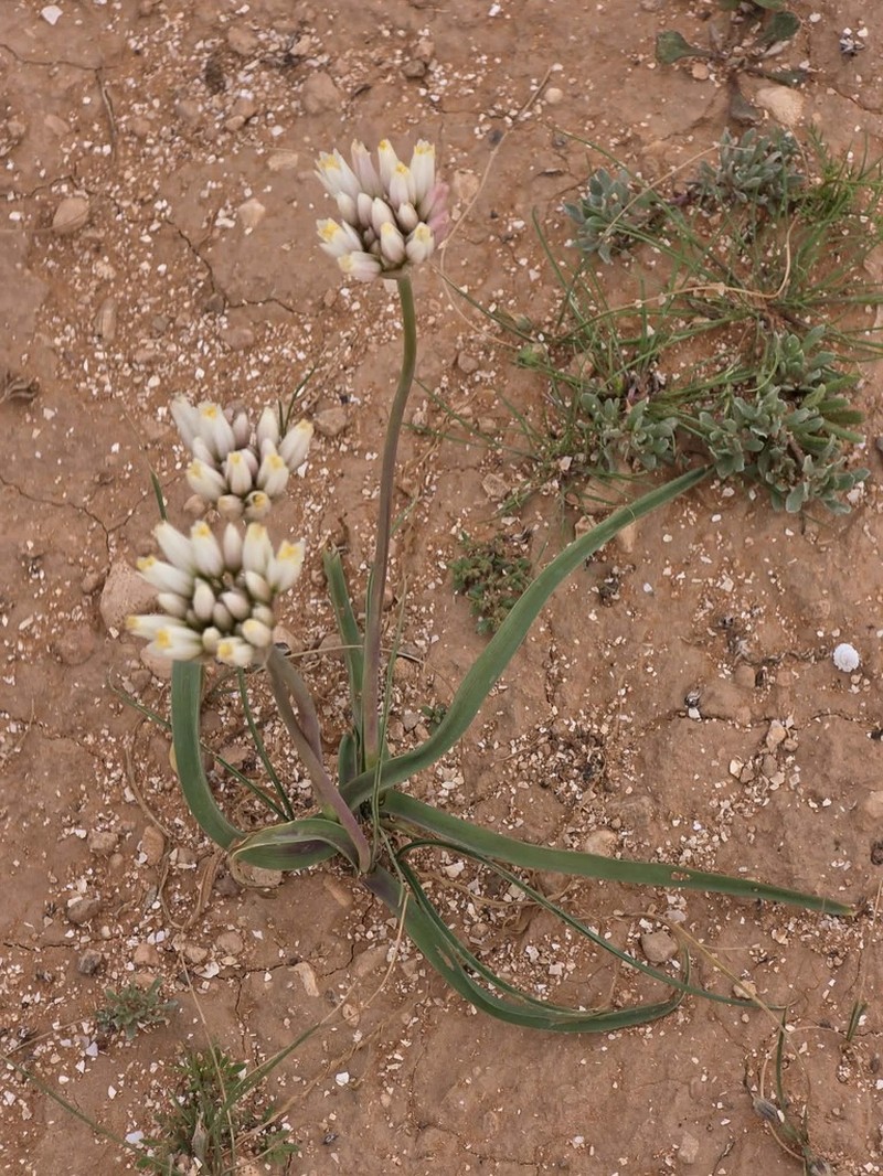 Allium erdelii photo 3