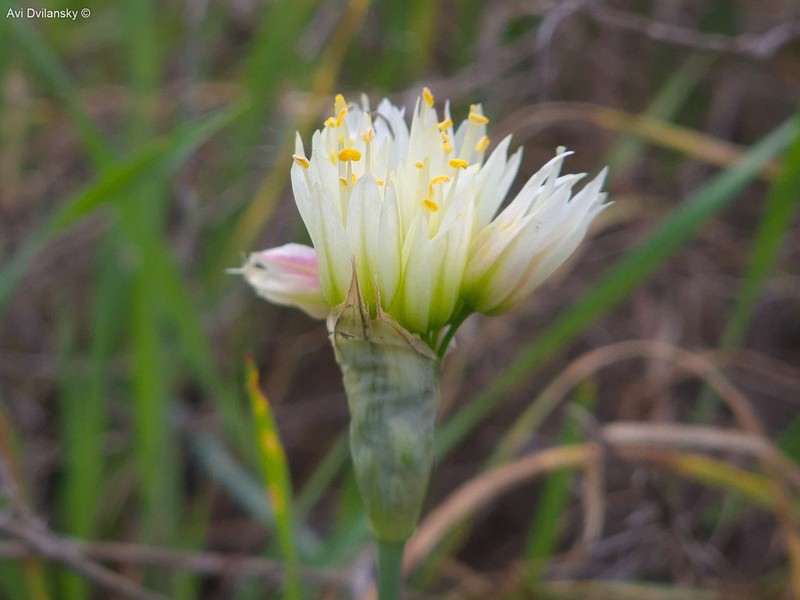 Allium erdelii photo 5