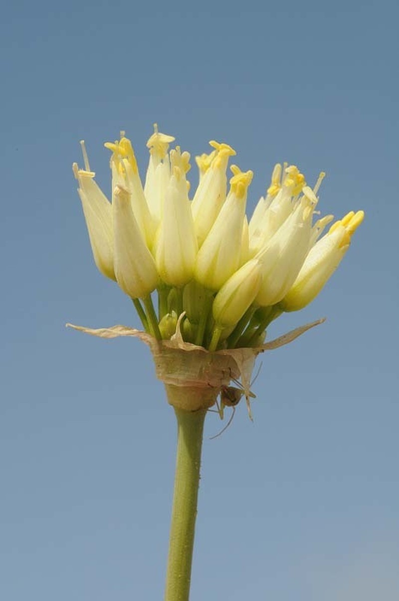 Allium erdelii photo 6