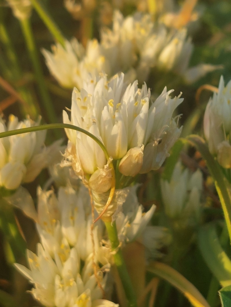 Allium erdelii photo 7