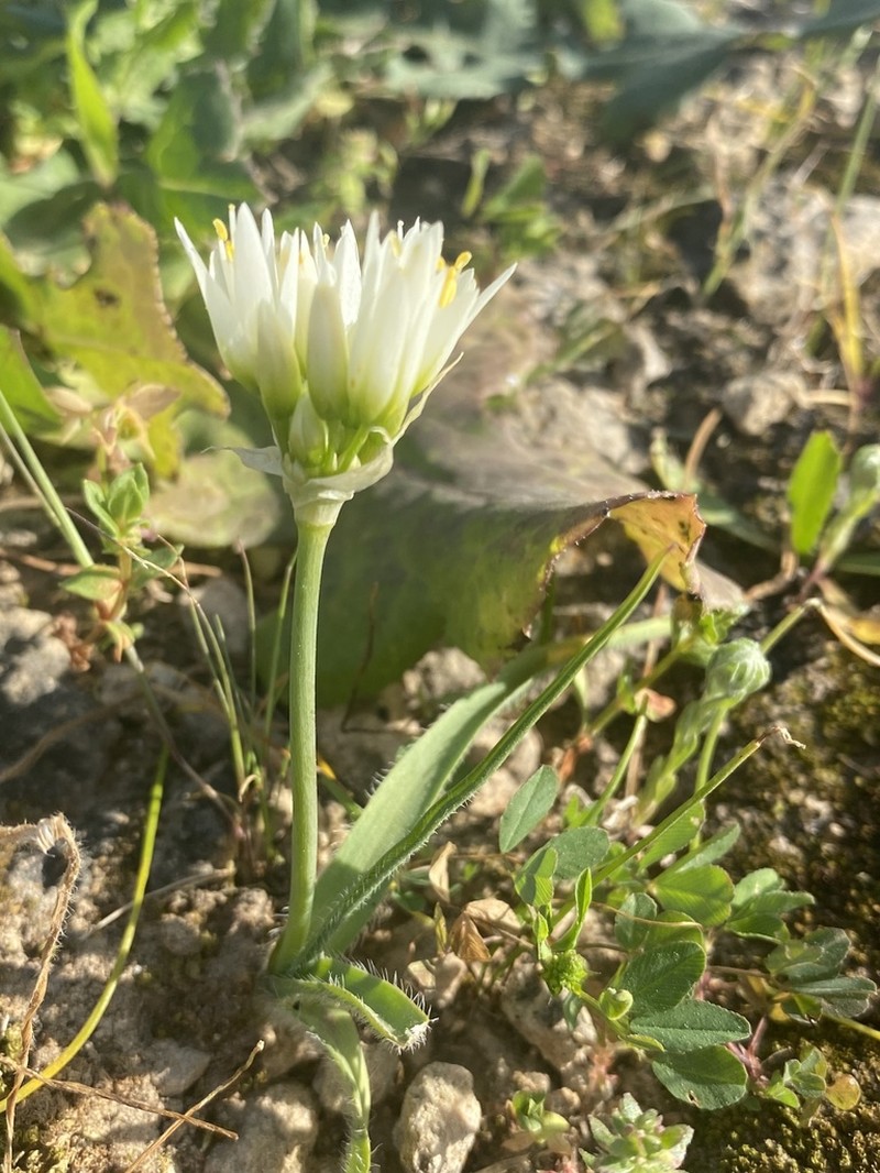 Allium erdelii photo 8