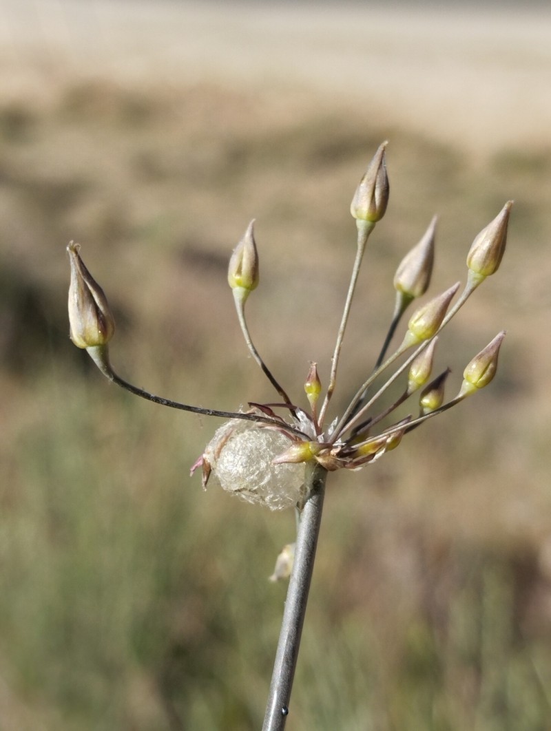 Allium eremoprasum photo 3