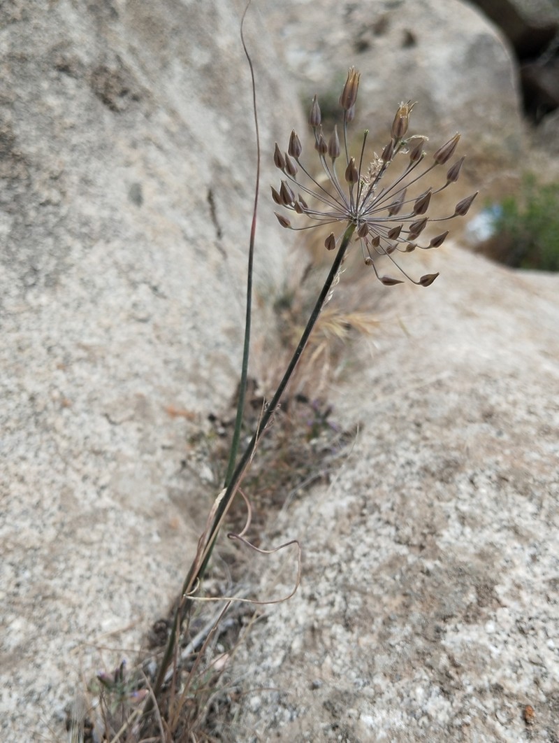 Allium eremoprasum photo 5