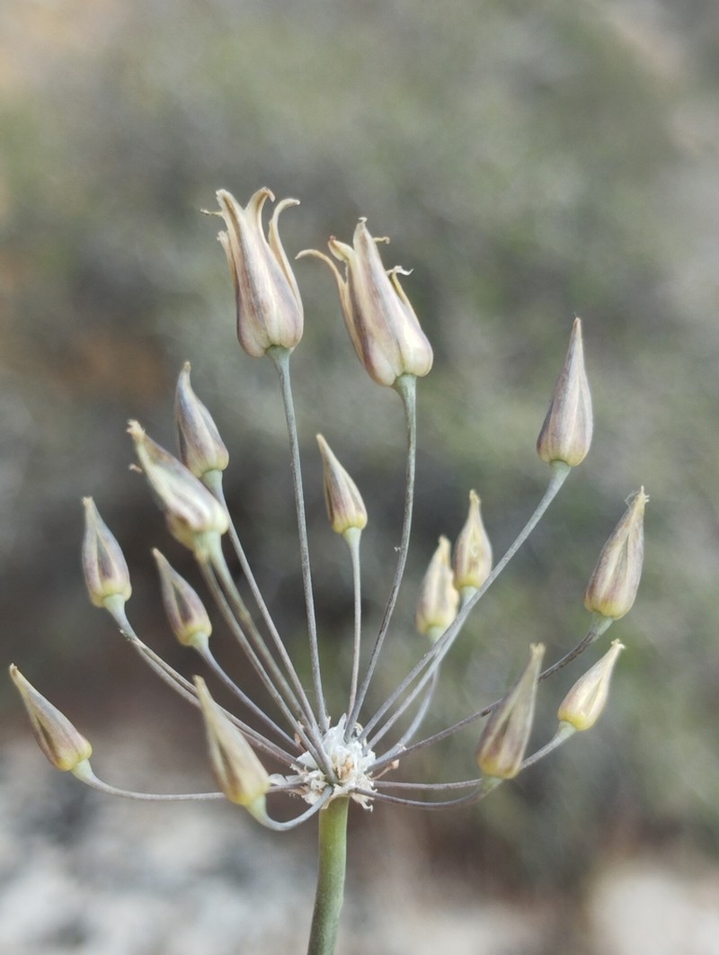 Allium eremoprasum photo 6