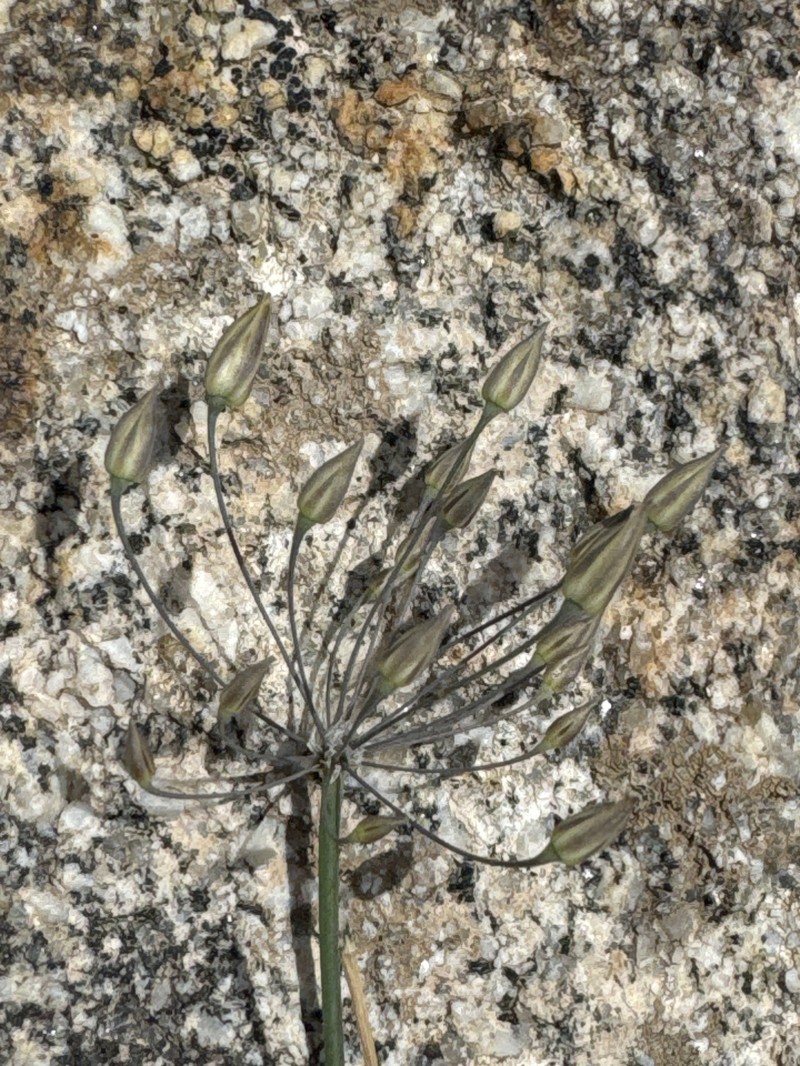 Allium eremoprasum photo 8