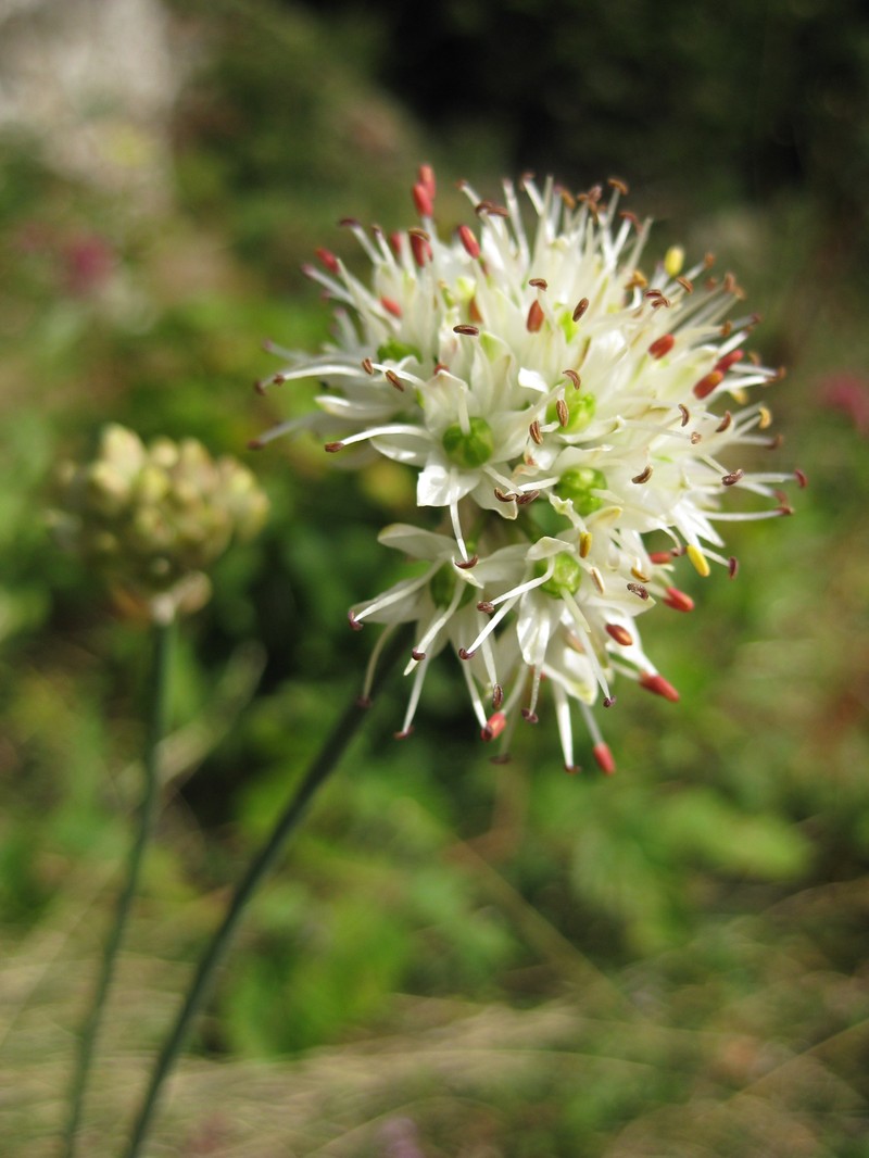 Allium ericetorum