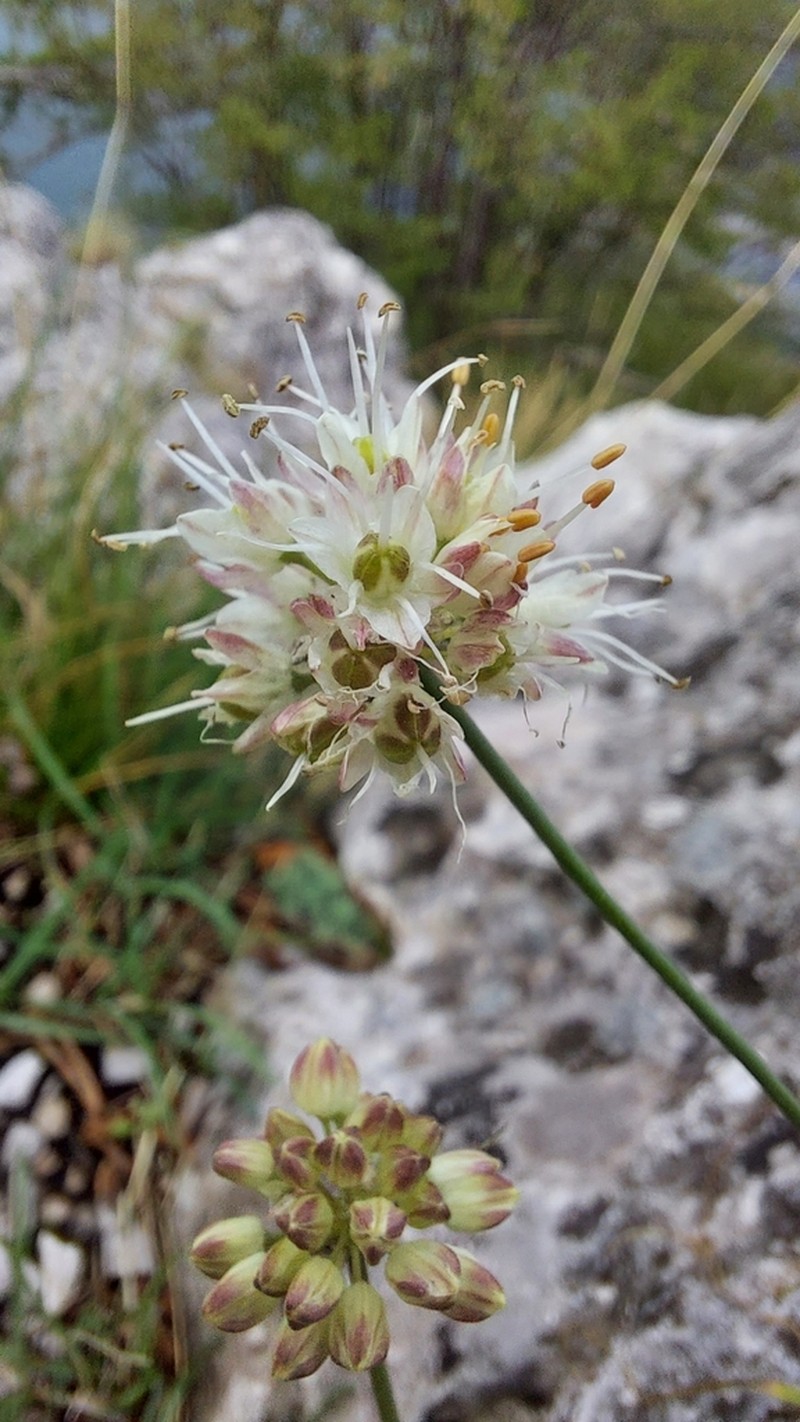 Allium ericetorum photo 2