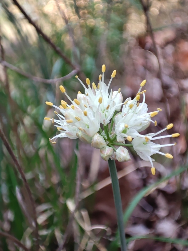 Allium ericetorum photo 3