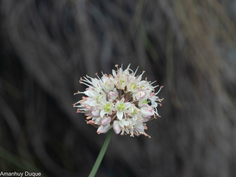 Allium ericetorum photo 4
