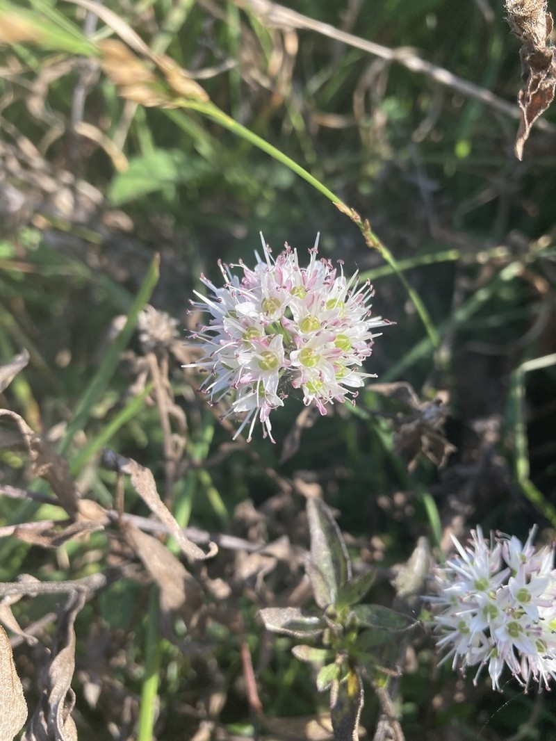 Allium ericetorum photo 5