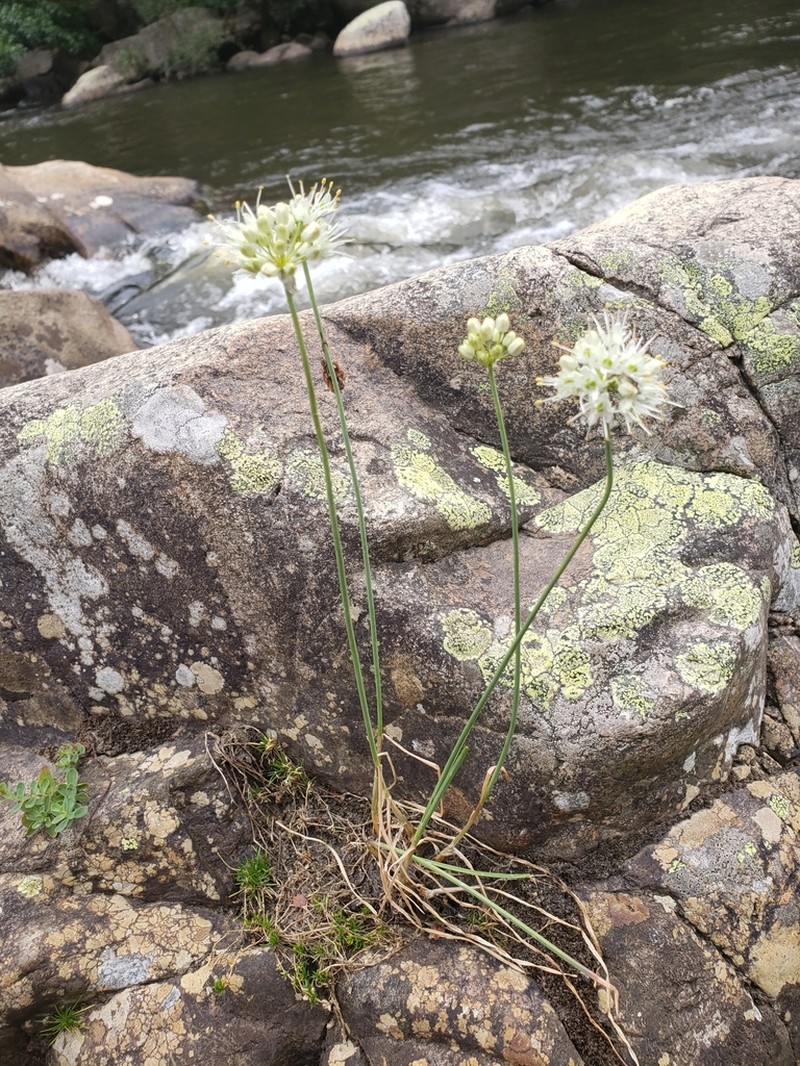 Allium ericetorum photo 6