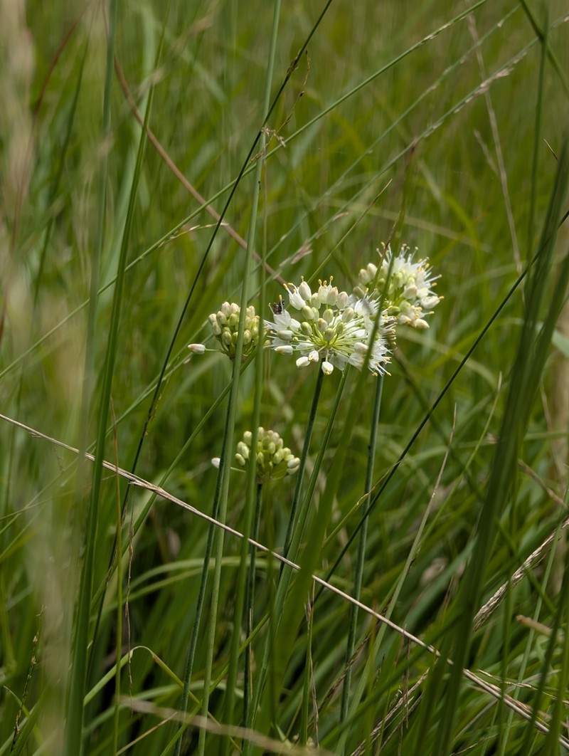 Allium ericetorum photo 7