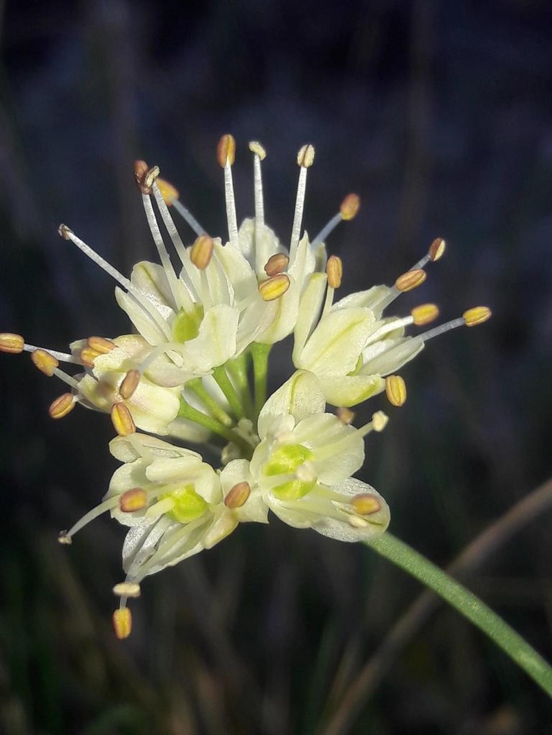 Allium ericetorum photo 8