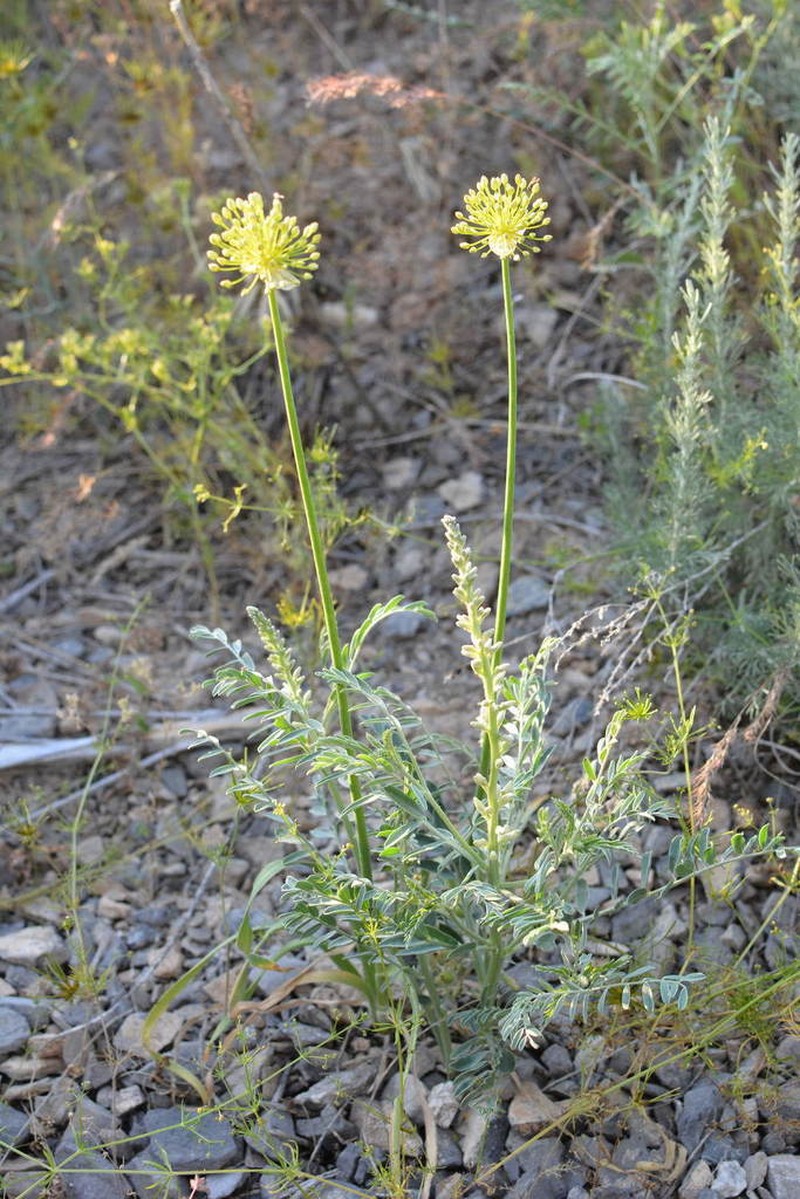 Allium eriocoleum