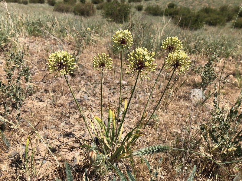 Allium eriocoleum photo 2