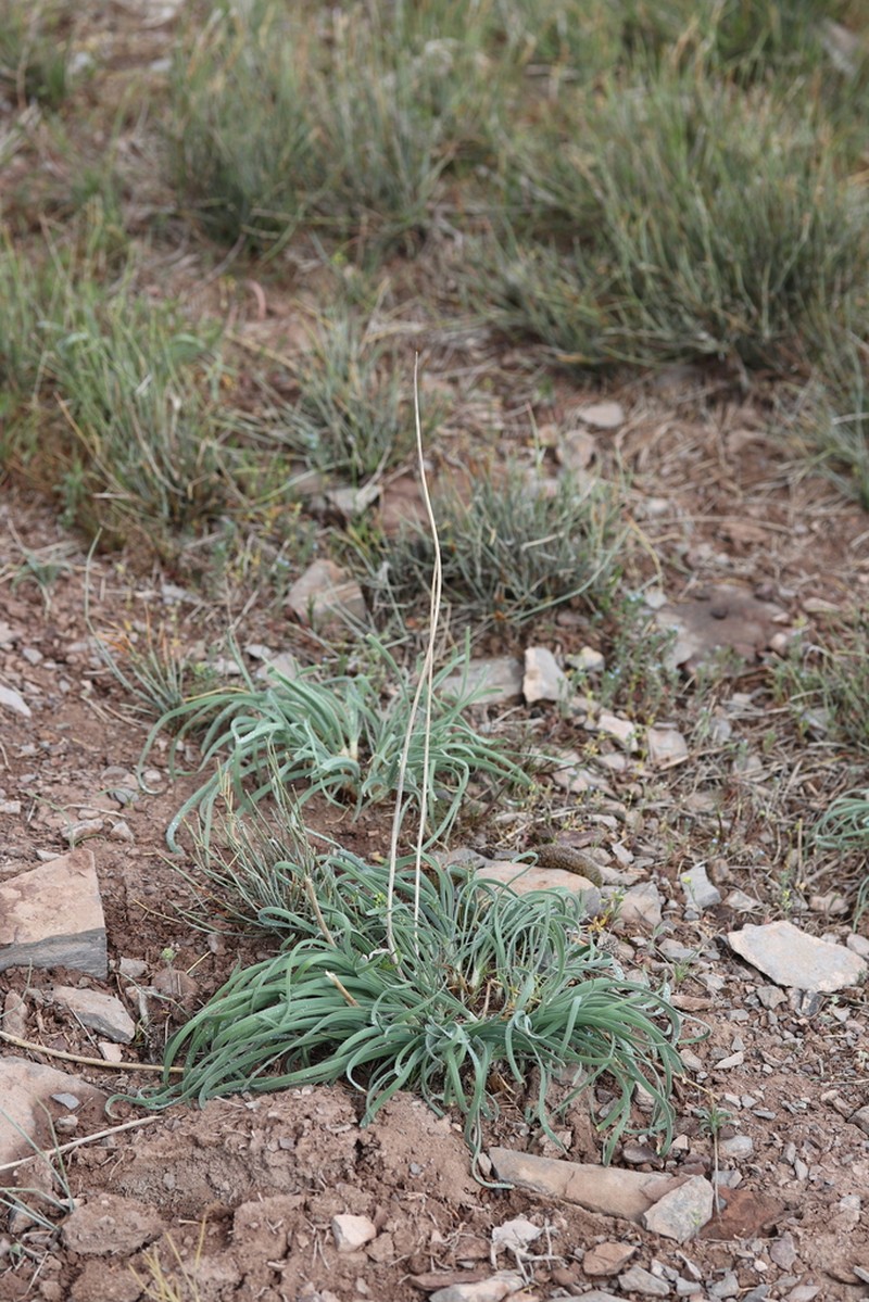 Allium eriocoleum photo 3