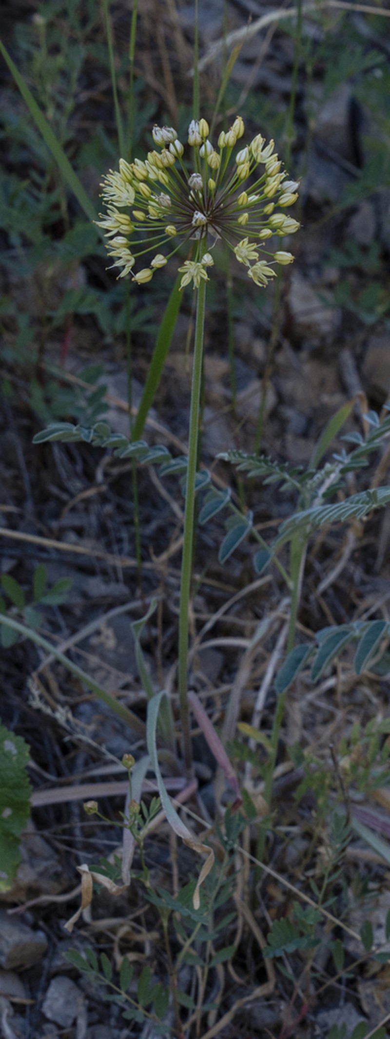Allium eriocoleum photo 4