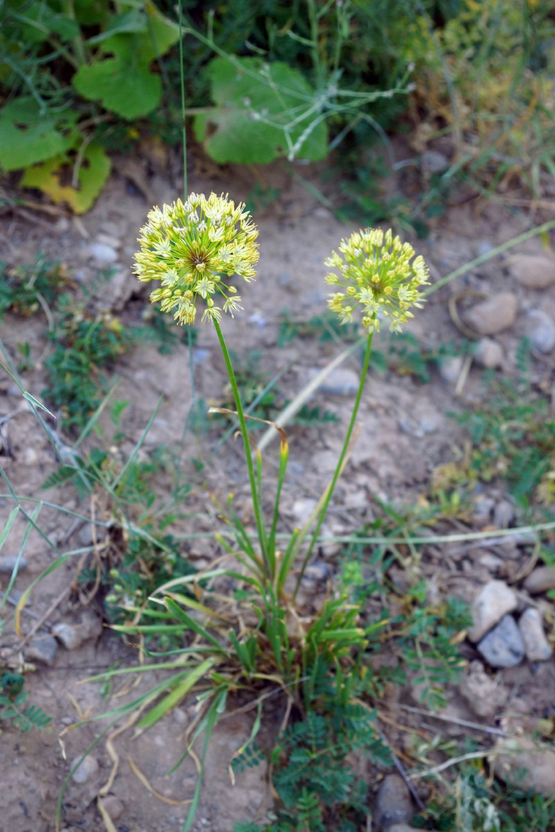 Allium eriocoleum photo 5