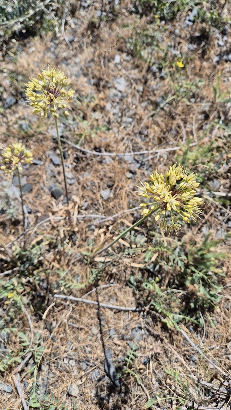 Allium eriocoleum photo 6