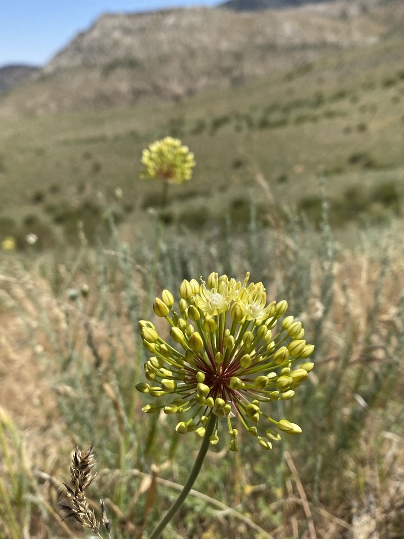 Allium eriocoleum photo 7