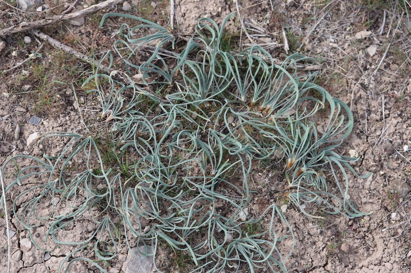 Allium eriocoleum photo 8