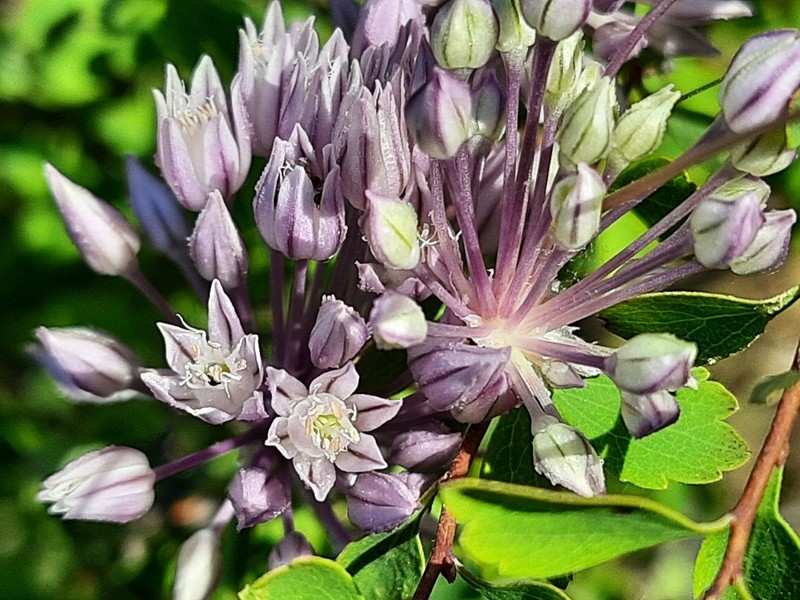 Allium erubescens photo 2