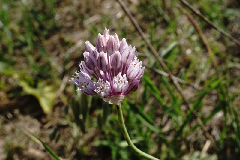Allium erubescens photo 3