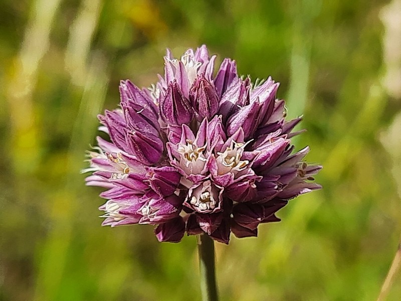 Allium erubescens photo 4